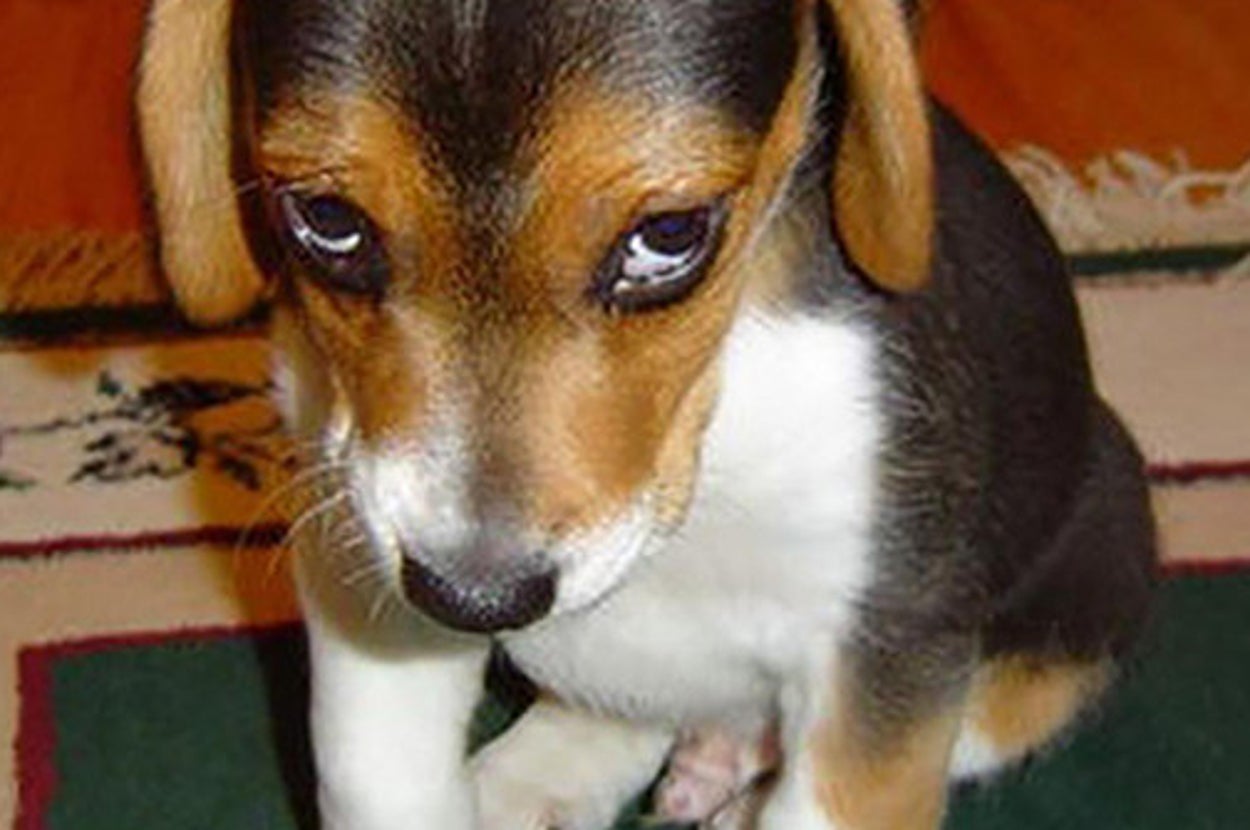 Cosas repugnantes que son mucho más lindas cuando las hacen los animales, image size:1250x830