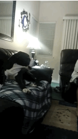 Watch This Spoiled Great Dane Throw A Temper Tantrum When His Brother ...