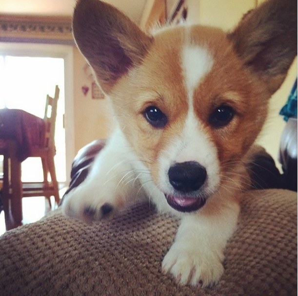 We salute your glorious pawfection.