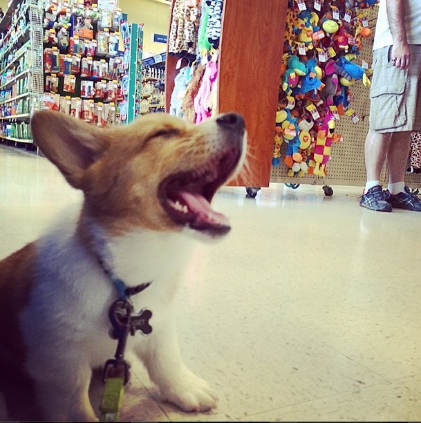 "You don't look fat, and that treat looks delicious." - Nugget, probably.