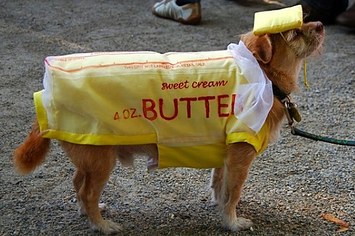 16 Adorable Pets Who Dressed Up As Food For Halloween