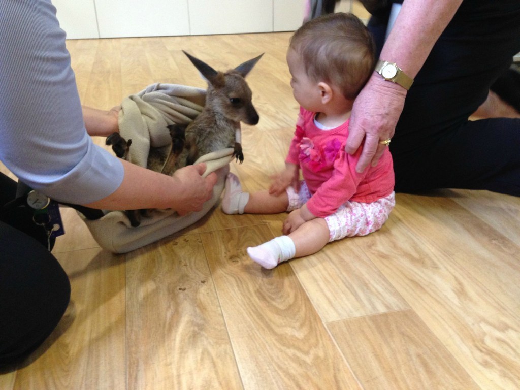 31 Photos De Bebes Animaux Pour Vous Rappeler Que Le Monde Est Merveilleux