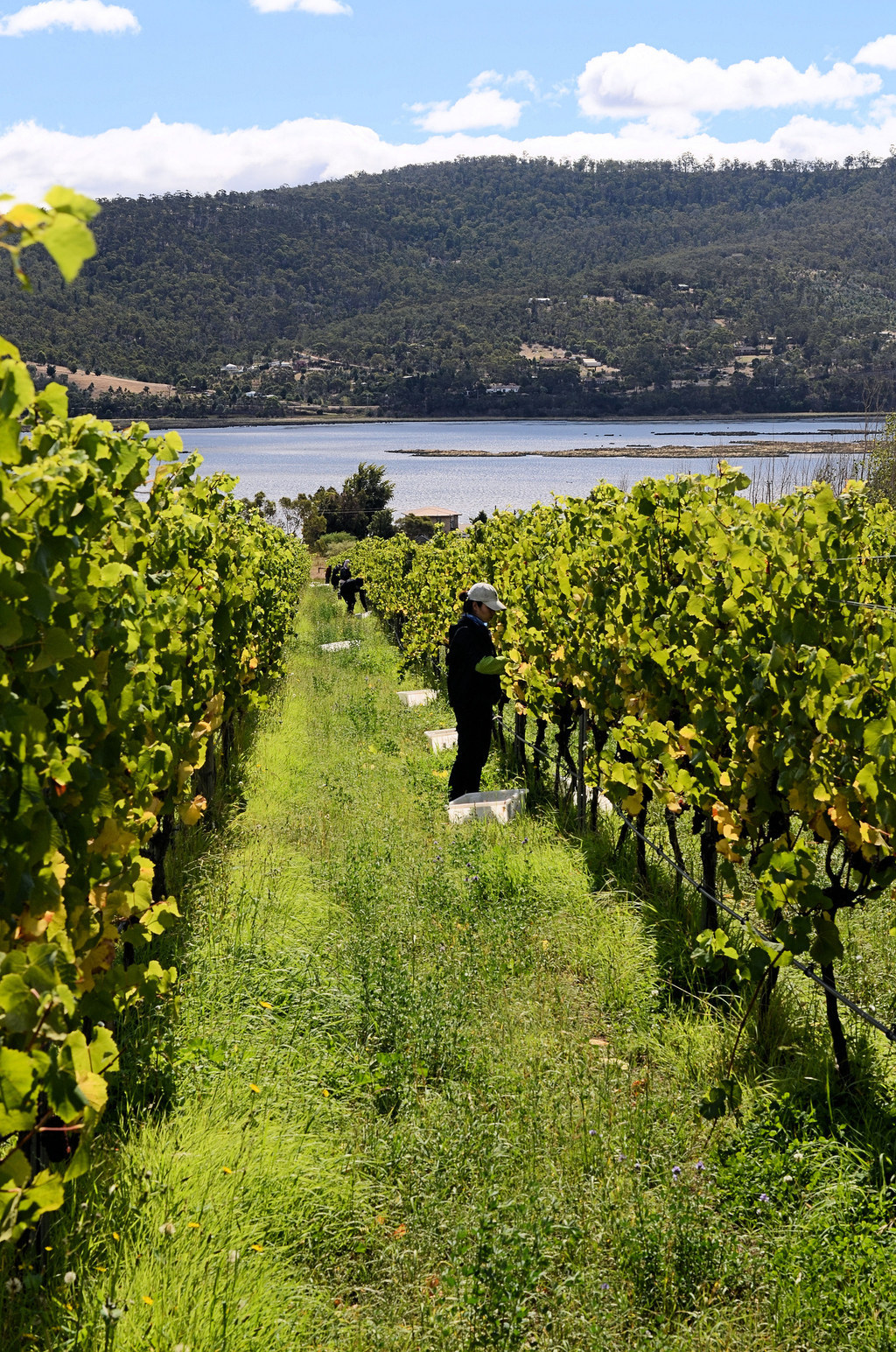 After disease wiped out most of Europe's vineyards, some of Australia's vines became the oldest in the world, as they came over with the First Fleet in 1788 with the settlers.