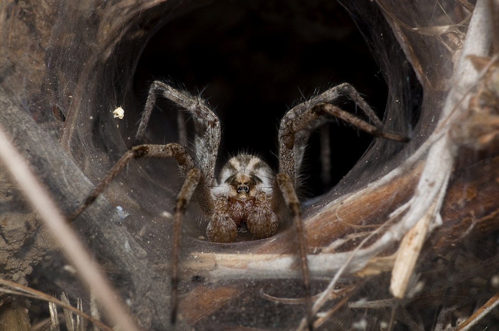The northern tree funnel-web spider is aggressive AND one of the most venomous spiders in the world. It's something to be proud of.