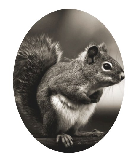 Skiouros the Squirrel