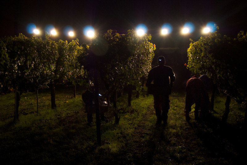 Not in the house. Or in a building for that matter. You sleep among the vines. You name them and tell them how you can't wait to drink their sweet blood. You've been asked to leave several vineyards.