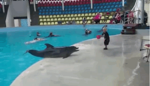 Little Boy Plays The Sweetest Game Of Catch With Dolphin