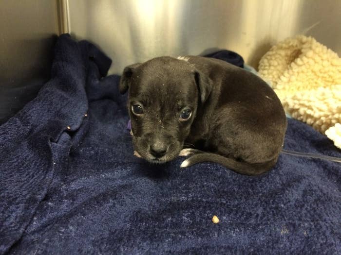 A tiny puppy!The American pit bull terrier, thought to be around 3 weeks old, was handed to a local rescue centre before being treated by vets at the BluePearl Veterinary Partners in Waltham.