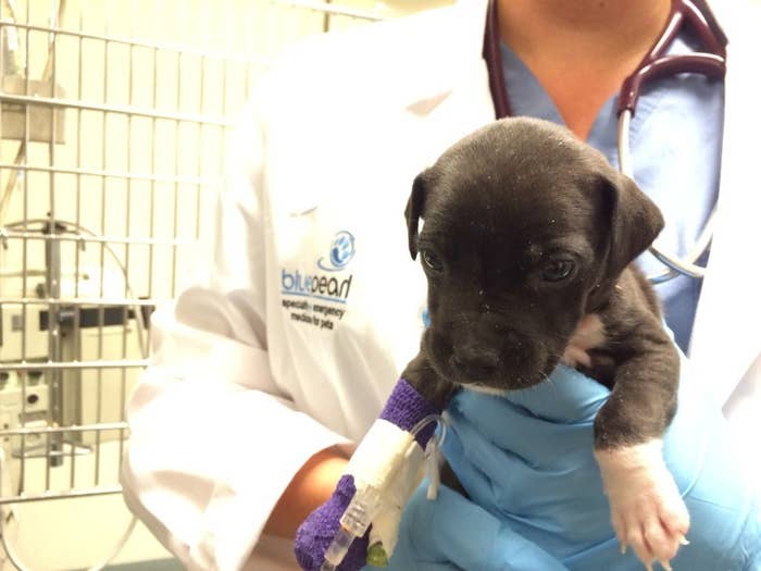 It was vomiting and had diarrhoea, "potentially life-threatening conditions for the tiny pup, separated from her mother", they said."I was actually shocked at how tiny she was – she didn't have any teeth and was just like a tiny loaf,” Alexis Bywater, the puppy's foster mother, told 7 News.Vets said the dog's initial prognosis was grim, but after a day of supportive care things began to improve.The puppy is now expected to make a full recovery and could be discharged today.