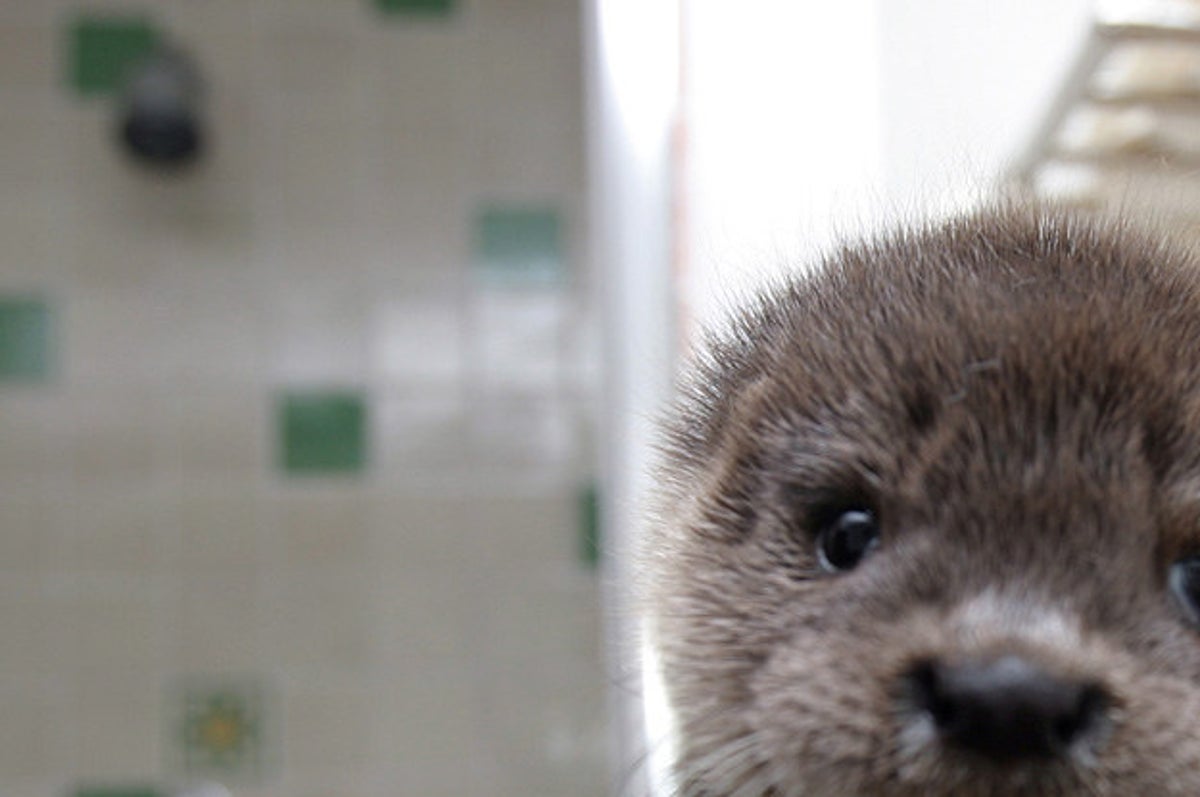 31 Photos De Bebes Animaux Pour Vous Rappeler Que Le Monde Est Merveilleux