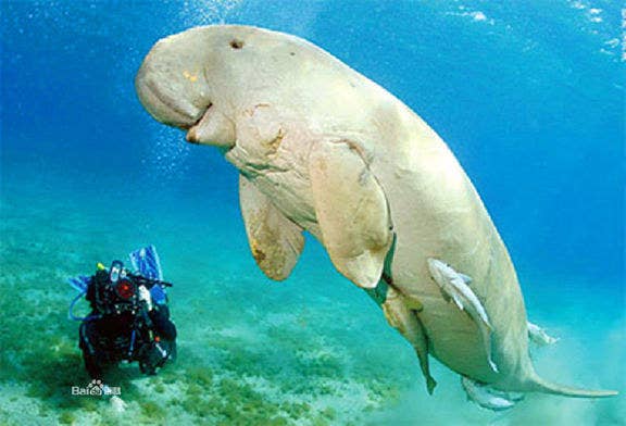 These 14 Pictures Of Fat Dugongs Will Restore Your Faith In Huge Manatees