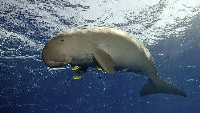 These 14 Pictures Of Fat Dugongs Will Restore Your Faith In Huge Manatees