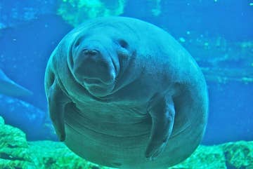 These 14 Pictures Of Fat Dugongs Will Restore Your Faith In Huge Manatees
