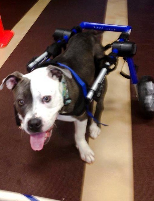 She's one of Ruby's rescue friends. Ari (short for Aroha) was born with a spinal deformity that limits the use of her left hind leg but that hasn't stopped her. She's rockin' her wheelchair and working her way toward becoming a therapy dog.