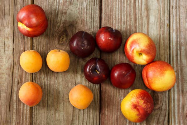 17 Foods You Should Never Let Your Pets Eat