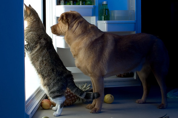 17 Foods You Should Never Let Your Pets Eat