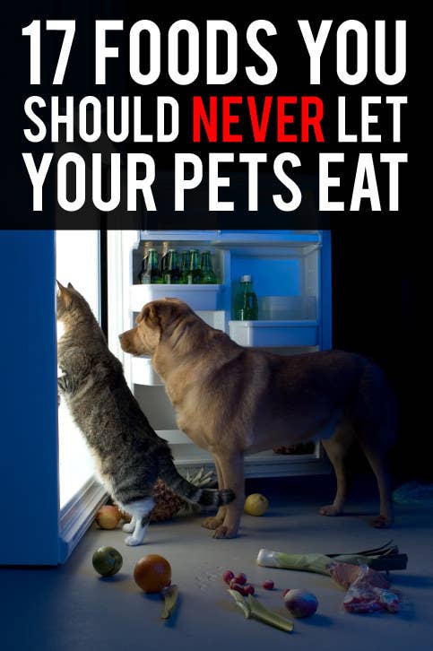 17 Foods You Should Never Let Your Pets Eat