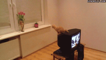14 Cats Having A Bad Day But Not Because Of Gamergate
