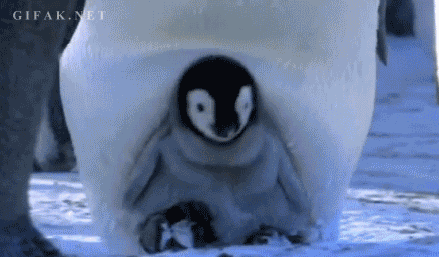 No one — and we mean no one — is getting to that penguin chick.