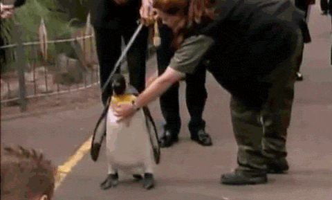 Nils Olav, a King Penguin, is also the Colonel-in-Chief of the Norwegian Royal Guard.