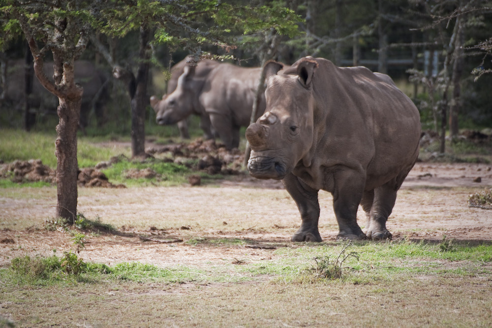 northern white rhinoceros december 2018