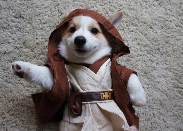 Who wants to look for droids when you can just sit and stare at this cute little thing?