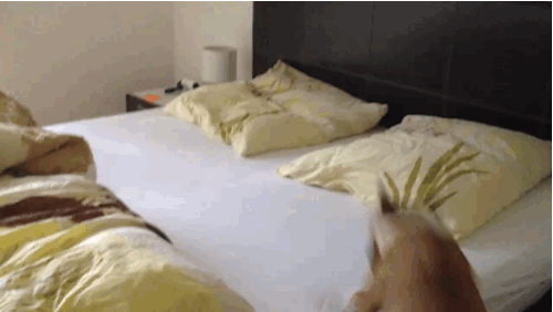 happy dog jumping on bed