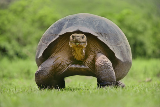 So majestic...