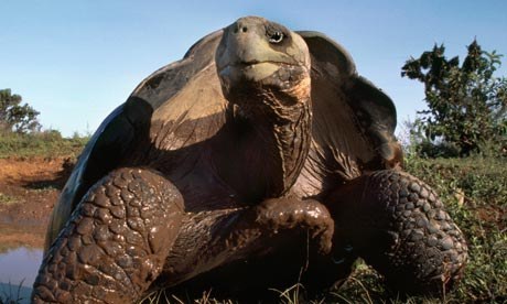 They faced severe endangerment due to human interference. Conservationists captivated 12 females and three males between 1963 and 1974 to regenerate the population.