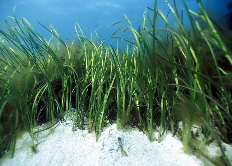 7 Incredible Ways Seagrass Is Making The World A Better Place