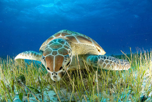 7 Incredible Ways Seagrass Is Making The World A Better Place