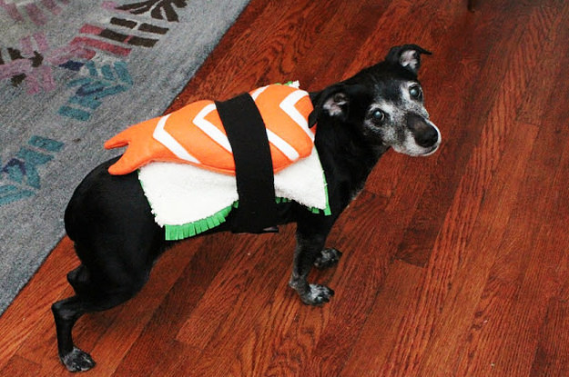 10 Easy DIY Halloween Costumes For Your Pets