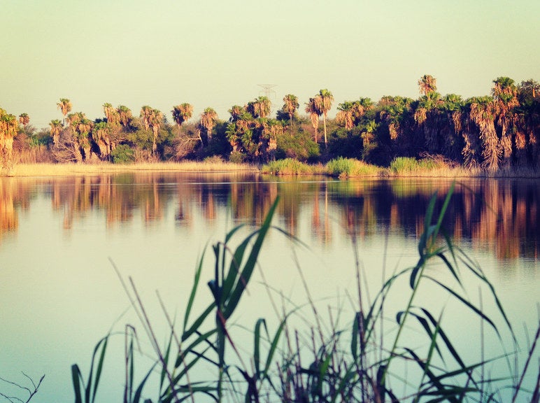 11.Birding. at Bentsen-Rio Grande Valley State Park. 