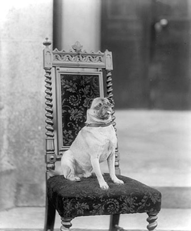 The 14 Proudest Pugs In The History Of Art