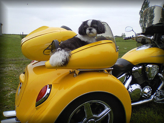 Motorcycle dog carrier store tank