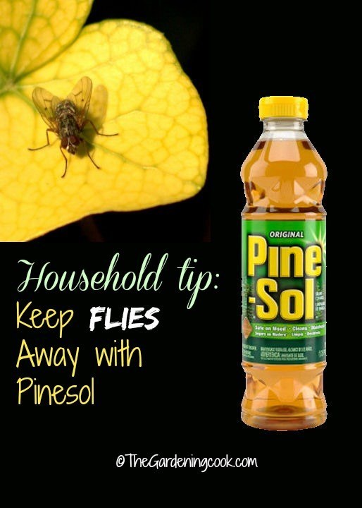 Pine sol supposedly keeps flies away