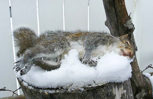 Where do squirrels sleep in winter?