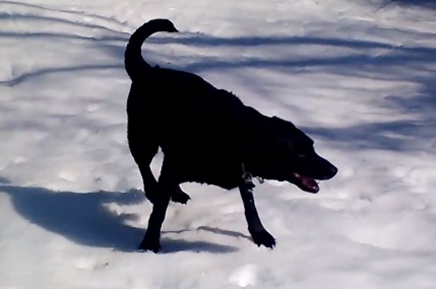 This Cute Dog Invented A New Way To Play In The Snow And It's Hilarious