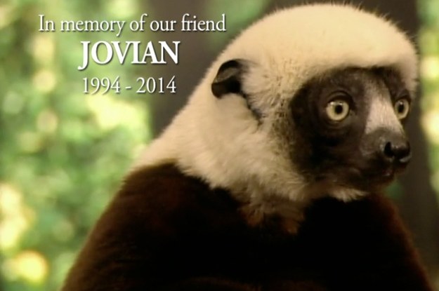 RIP Jovian The Lemur (AKA Zoboomafoo)