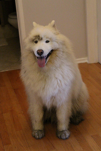 Dirty Enough That You Should Probably Mop Today