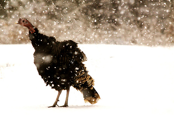 thaw turkey in bathtub