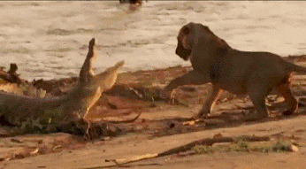 18 Animals That Are Pushing It A Little Too Far