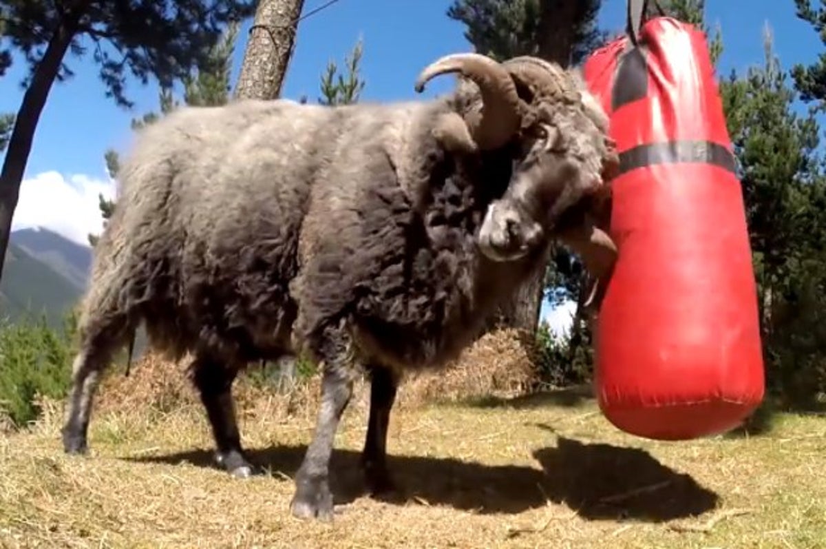 This Angry Ram Destroys A Punching Bag Like A Boss