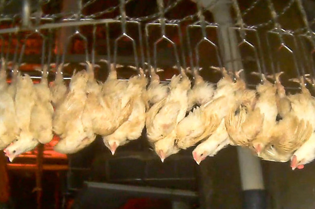 Animal Cruelty Exposed At Alleged Chick-fil-A Suppliers