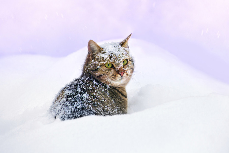 If this kitten was wearing teeny-tiny snowshoes, only then would this picture be the undisputed Cutest Thing Ever.