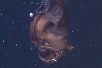 This Creepy Sea Creature Was Captured On Camera For The First