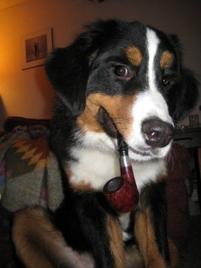 "Back in my day, I'd walk 15 miles just to sniff another dog's butt."