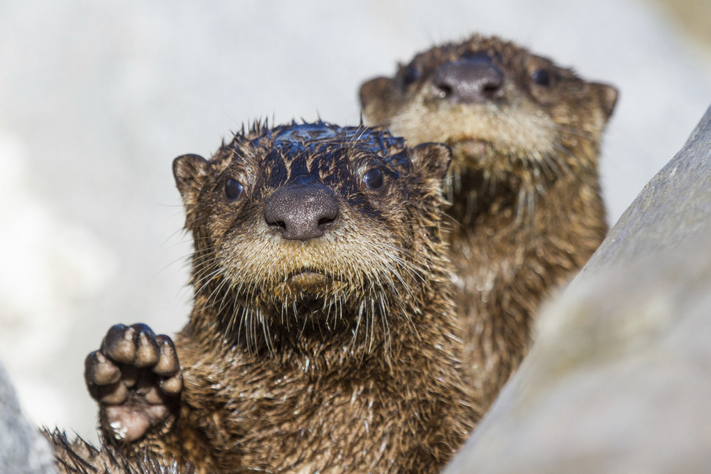 No confirmation as to whether the other one is his significant otter.