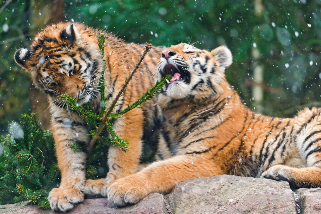 Dat little pink tongue…