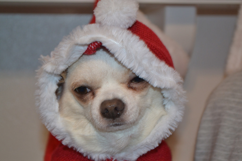 The Christmas-Party Spirit Animal.
